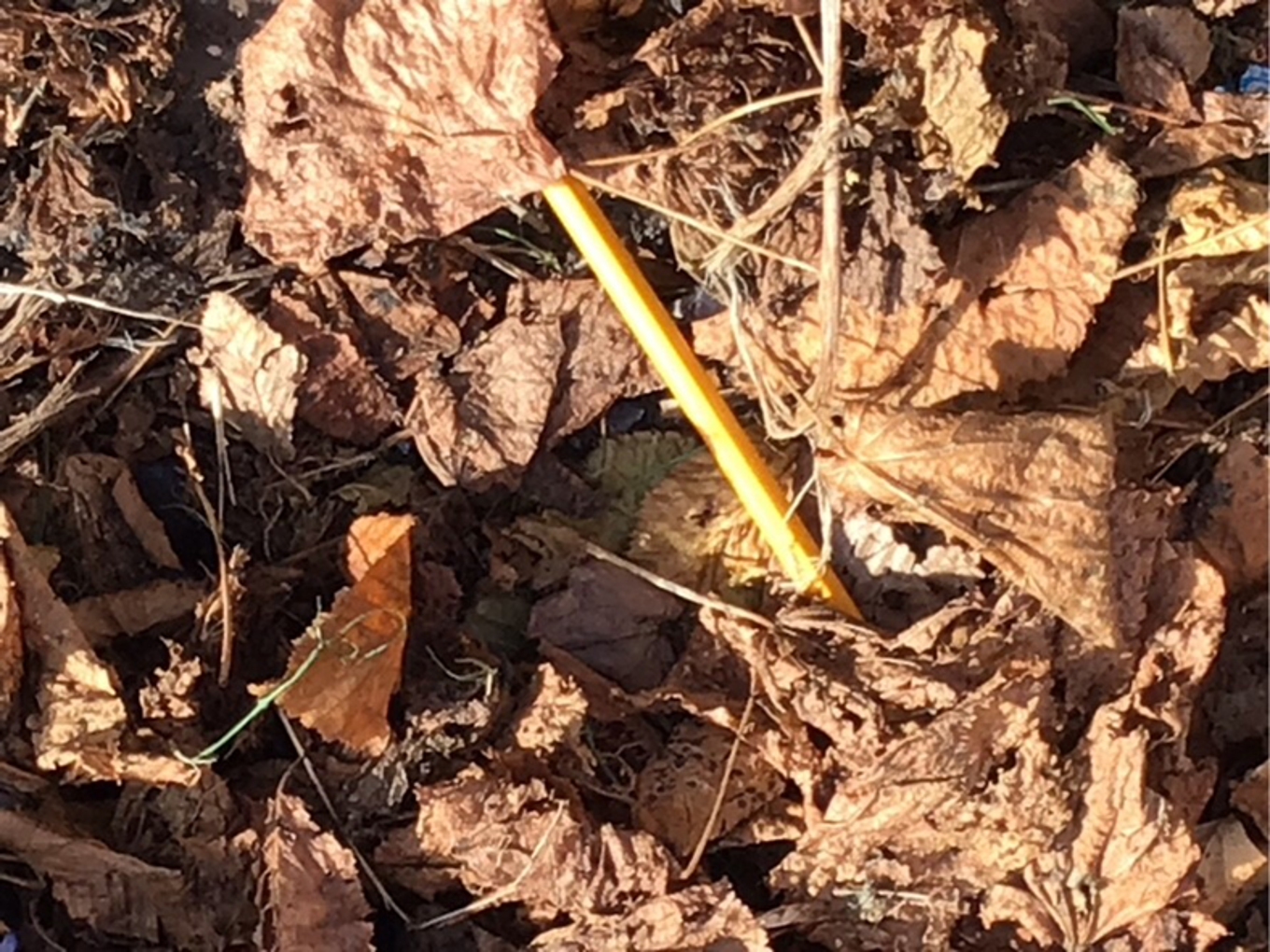et gult og svart insekt på bakken et gult og svart insekt på bakken